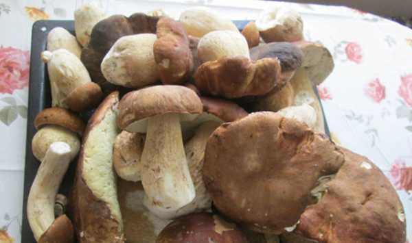 Как заморозить на зиму грибы: простые правила и инструкции