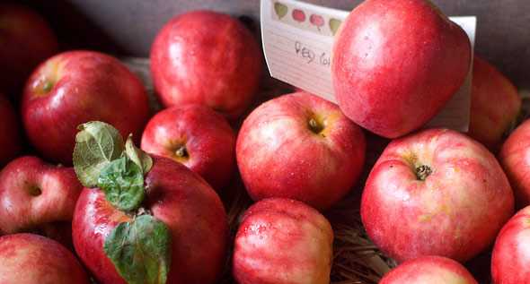 Моченые яблоки: 20 оригинальных рецептов - будет вкусно! - медиаплатформа миртесен