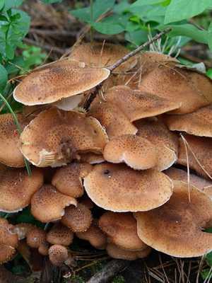 Как мариновать грибы опята на зиму в домашних условиях (+22 фото)?