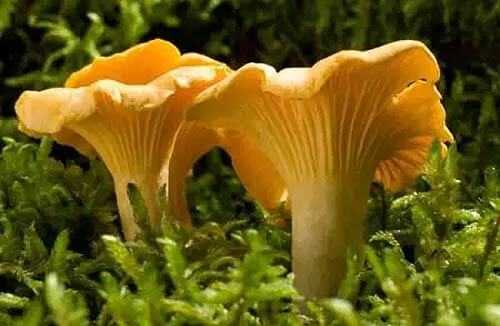 Всё о пользе грибов лисичек - лечебные свойства, использование в народной медицине и не только, противопоказания и так далее