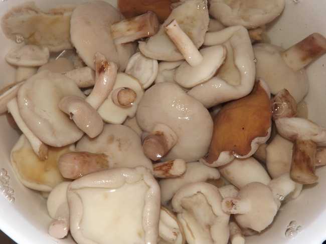 Сколько минут варить грибы маслята перед заморозкой, маринованием и для супа
