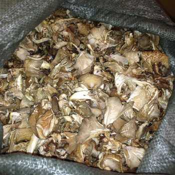 Способы сушки грибов и заготовка на зиму