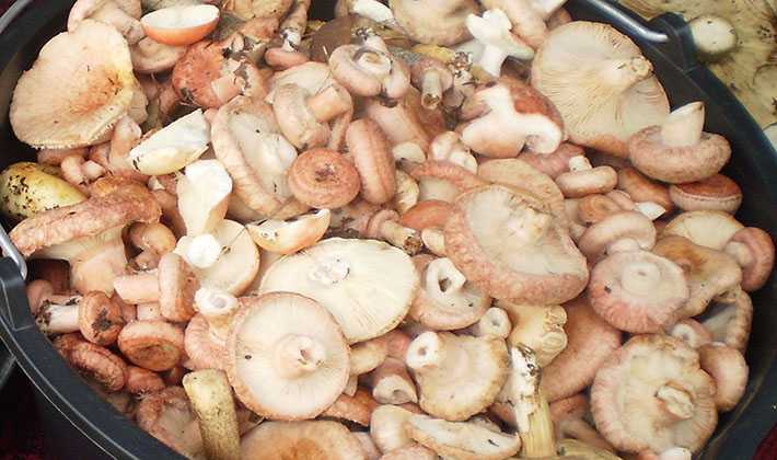 Соленые грибы: простые рецепты приготовления