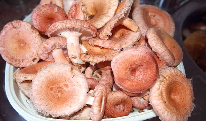 Как сушить грибы: 6 способов в домашних условиях