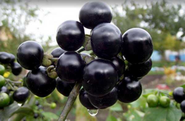 Санберри: тонкости выращивания, полезные свойства ягоды и противопоказания