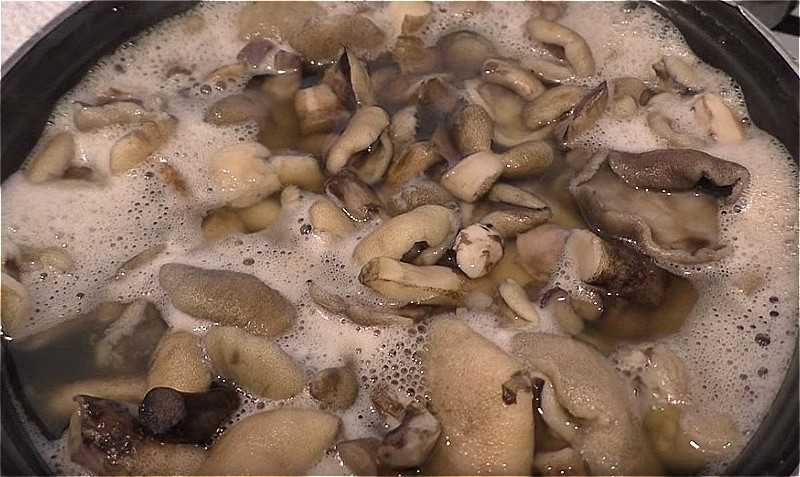 Как солить грибы маслята горячим и холодным способом. как солить маслята в домашних условиях: рецепты, подготовка грибов