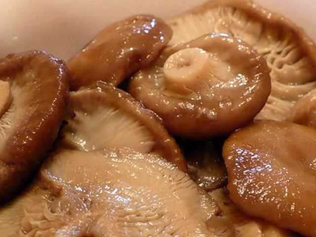 Как солить горькушки – польза, вред и лучшие рецепты засолки грибов