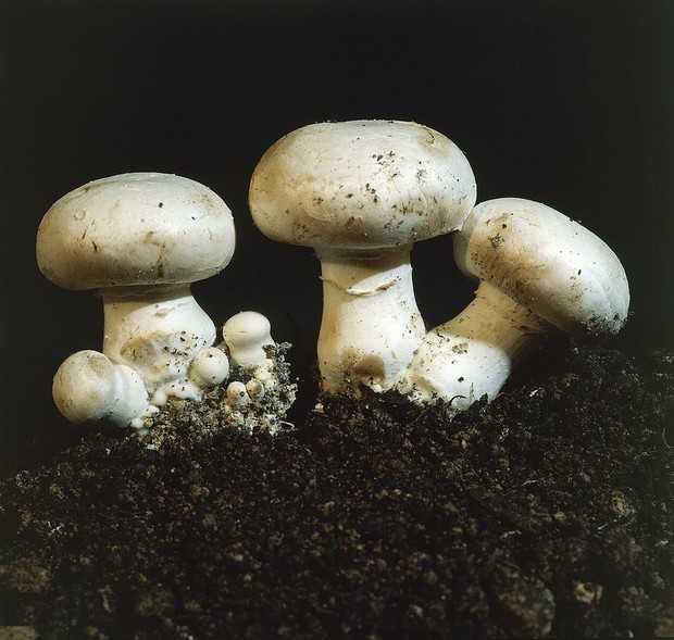 Как засушить грибы на зиму в домашних условиях