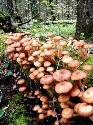 Первичная обработка грибов опят после сборки урожая: сроки и способы обработки осенних и луговых опят