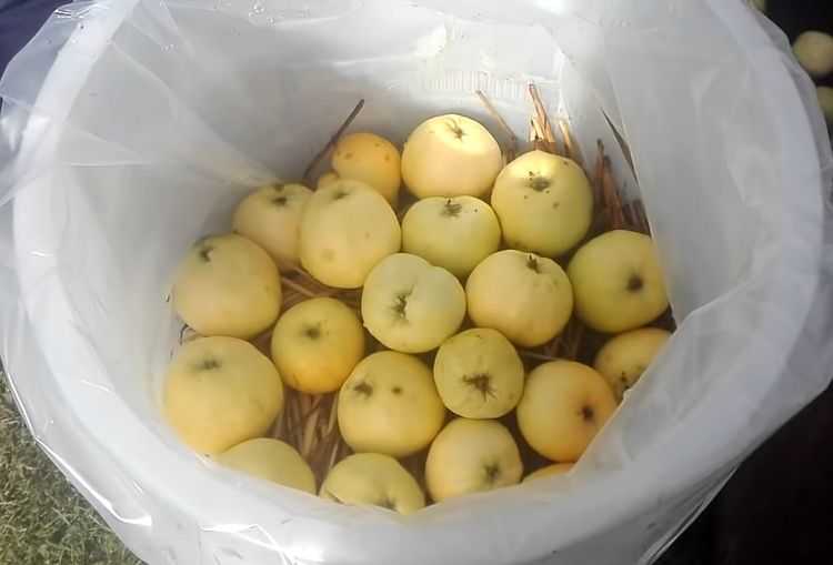 Моченые яблоки - как сделать по простым рецептам в банке или бочке целиком в домашних услових