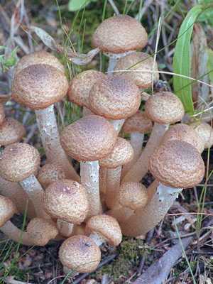 Старые съедобные опята: фото, можно ли собирать такие грибы и как их готовить