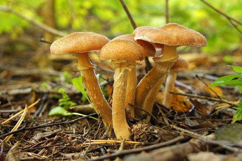 Как правильно хранить сушеные грибы