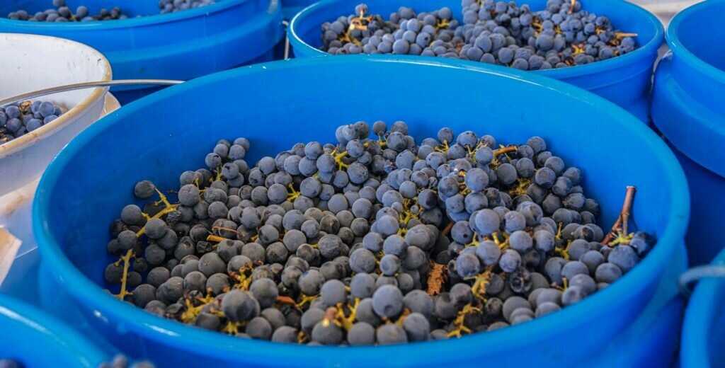 Виноградное вино из винограда в домашних условиях (простые рецепты)