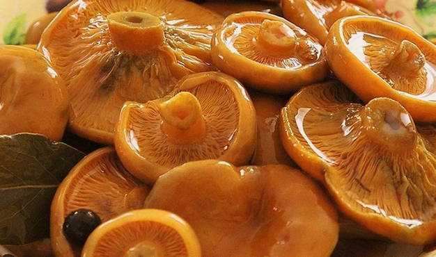 Как сушить белые грибы: правильная сушка в домашних условиях - засушим.ru