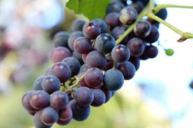 Вино из винограда изабелла в домашних условиях: простые пошаговые рецепты, советы