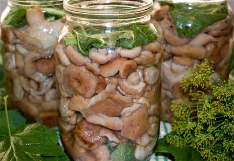 Быстро засолить волнушки: рецепты с разными ингредиентами. Какие способы можно использовать для грибов. Как правильно хранить соленые волнушки.