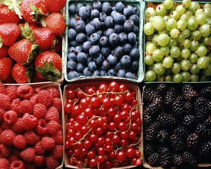 Заморозка фруктового и ягодного пюре -  заготовки от перчинки - perchinka hozyayushka.ru