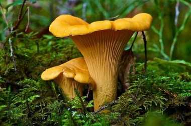 Лечебные свойства грибов лисичек: лечение паразитов, рака и других болезней - gribodel.com- gribodel.com