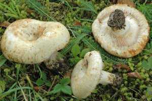 Можно ли замораживать соленые грибы | заготовки на зиму