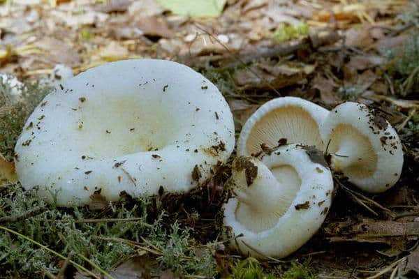 Самые лучшие рецепты засолки грибов: простые и вкусные способы как солить лесные грибы в банках, кастрюле, ведре и под гнетом в домашних условиях. какие грибы подходят для засолки, и сколько дней солят грибы? | qulady