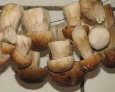 Как сушить белые грибы в домашних условиях: правила подготовки и способы сушки – от традиционных до современных. Почему сушеные грибы могут горчить. Правила и сроки хранения.