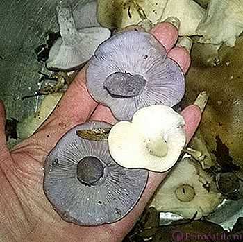 Способы и рецепты засолки грибов рядовок на зиму (+20 фото)