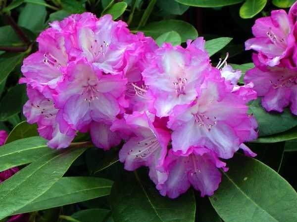 Рододендрон адамса (rhododendron adamsii)