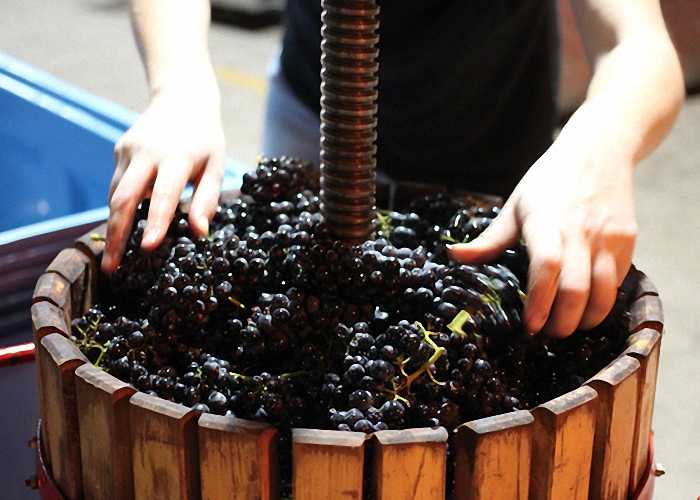 Чача из винограда в домашних условиях - как готовить крепкий напиток из жмыха и этапы перегонки