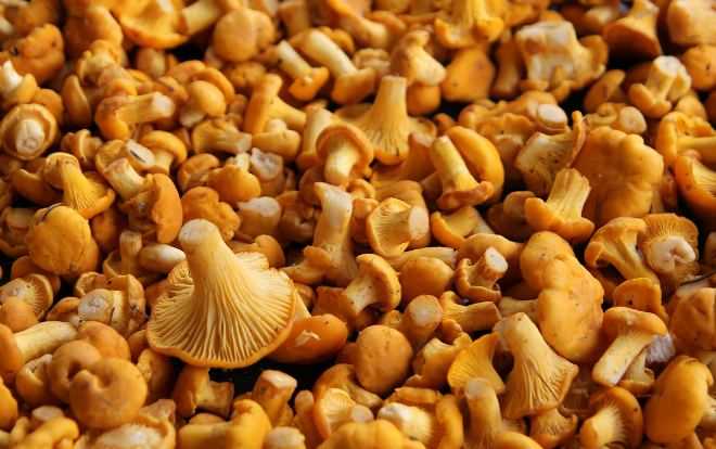 Заморозка подосиновиков свежих вареных жареных Как выбирать обрабатывать готовить до заморозки и правильно хранить грибы