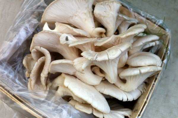 Заморозка грибов вешенок на зиму в домашних условиях