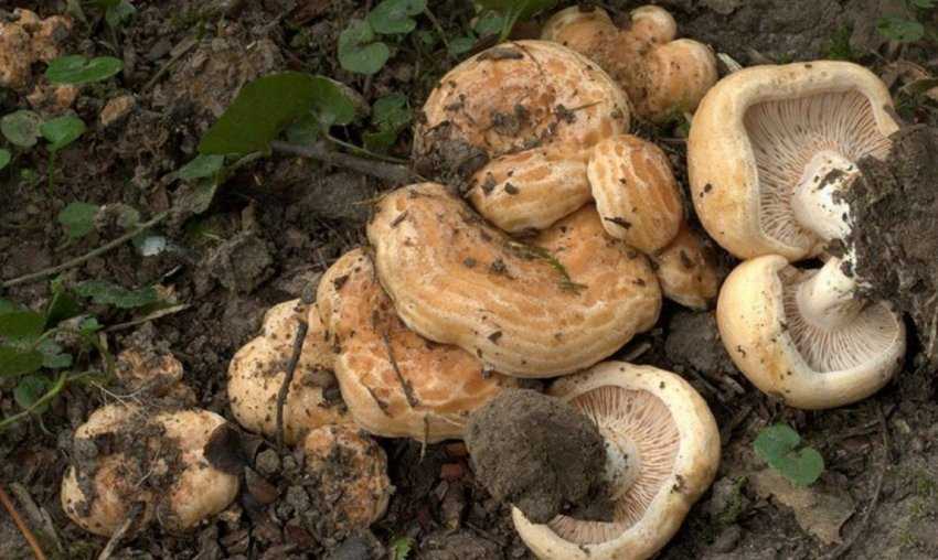При засолке сильно пересолили черные или белые грузди: что делать и как спасти грибы