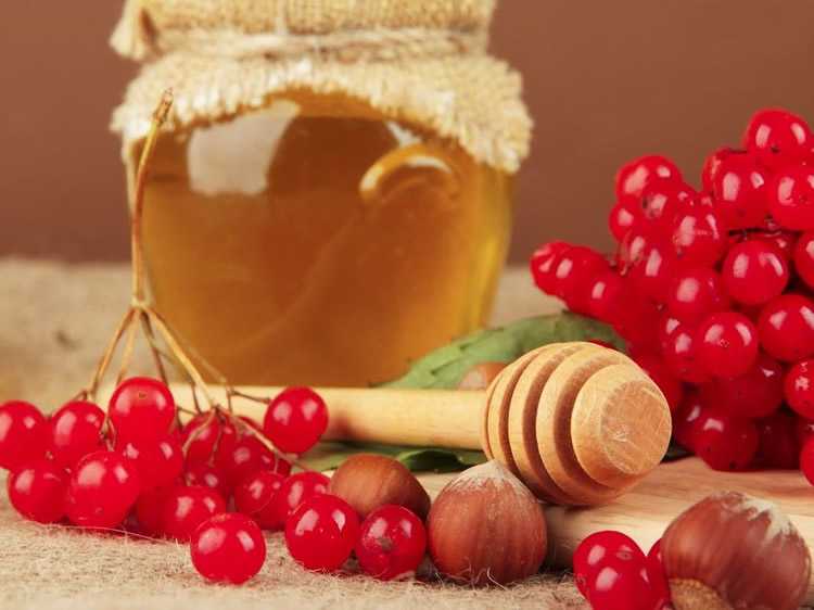 Калина с медом – вкусные, полезные и оригинальные рецепты варенья, наливки и не только! калина с медом на зиму без варки