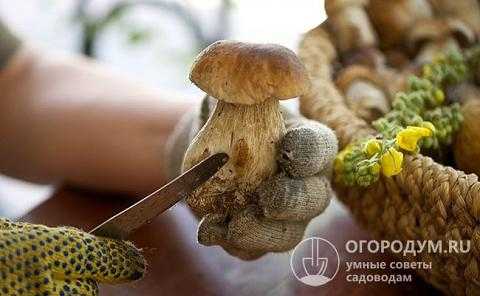 Как замариновать отварные замороженные грибы. маринованные опята из замороженных грибов. чтобы замариновать замороженные боровики нужно