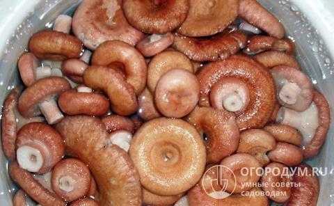 Как пожарить сушеные грибы: разные способы и несложные рецепты приготовления