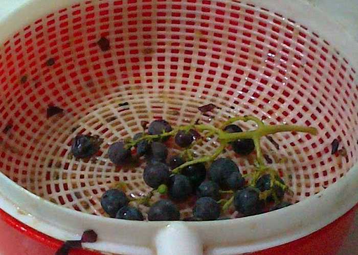 Чача из винограда в домашних условиях: рецепт самогона из жмыха (мезги) изабеллы