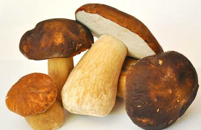 Маринованные грибы – моя подборка лучших рецептов