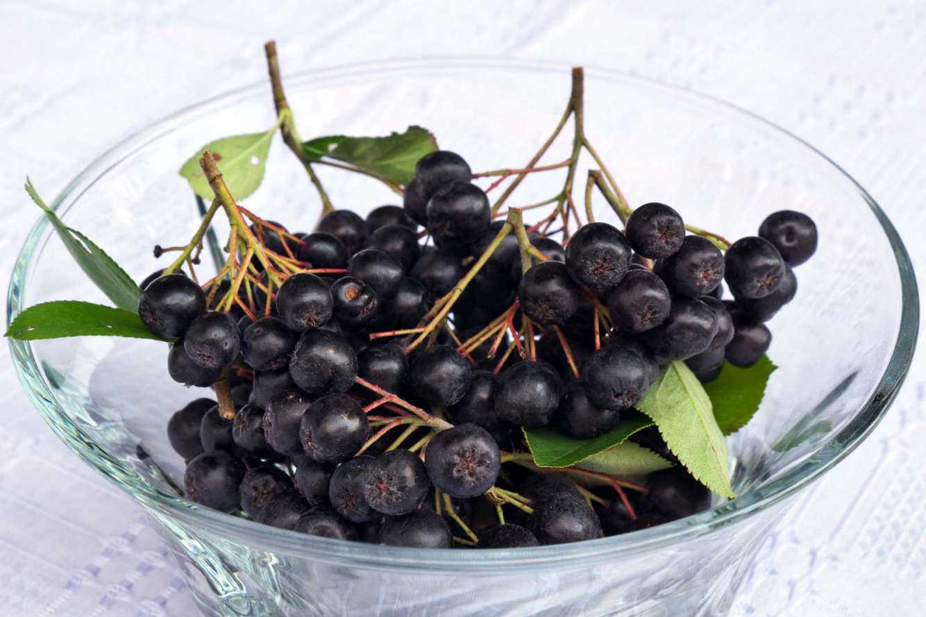 Настойка из рябины черноплодной: простой рецепт в домашних условиях