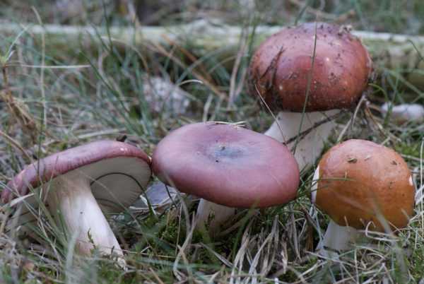 Как правильно и сколько времени варить и жарить грибы подберезовики и подосиновики (+17 фото)?