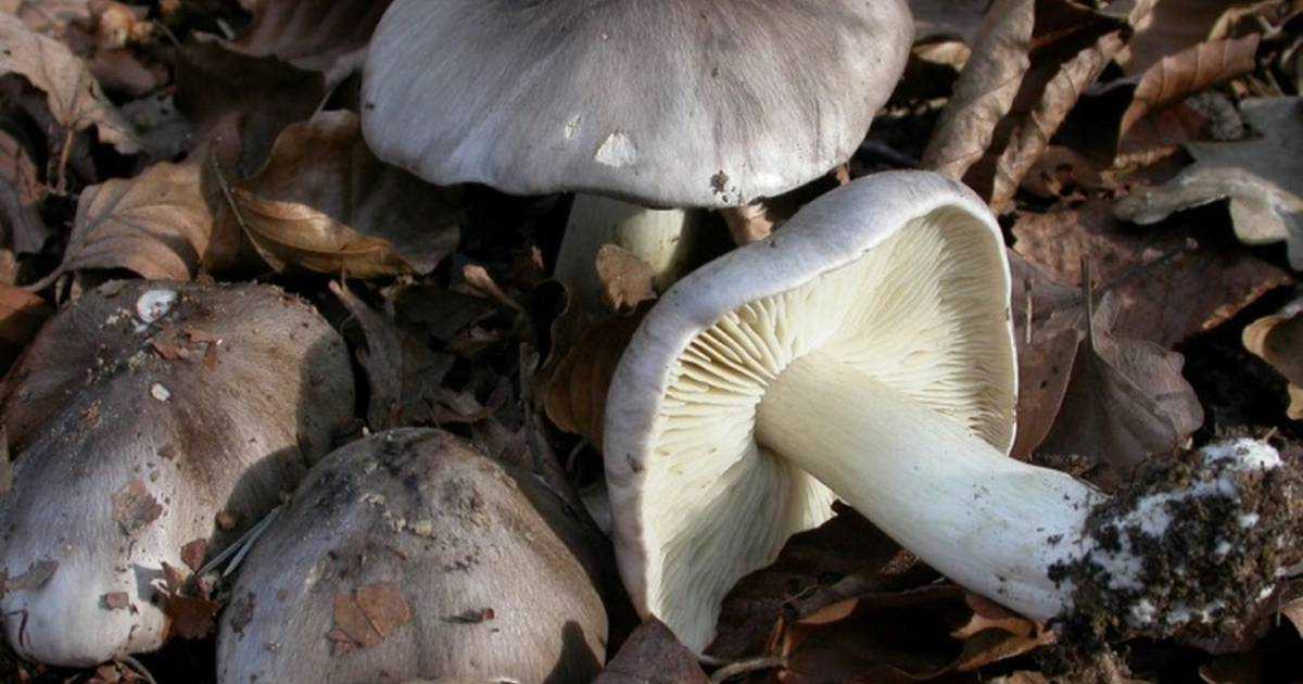 Как засолить грибы рядовки на зиму. заготовка грибов рядовок