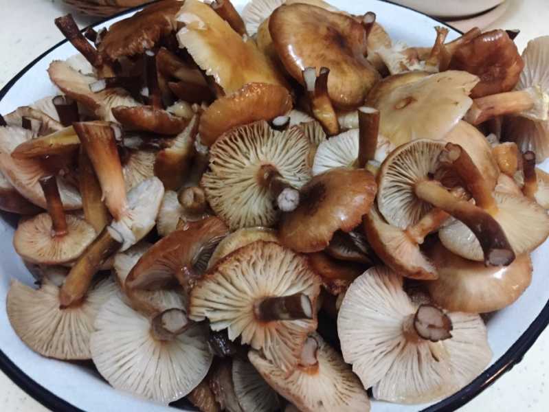 Сколько варить грибы и как это правильно делать?