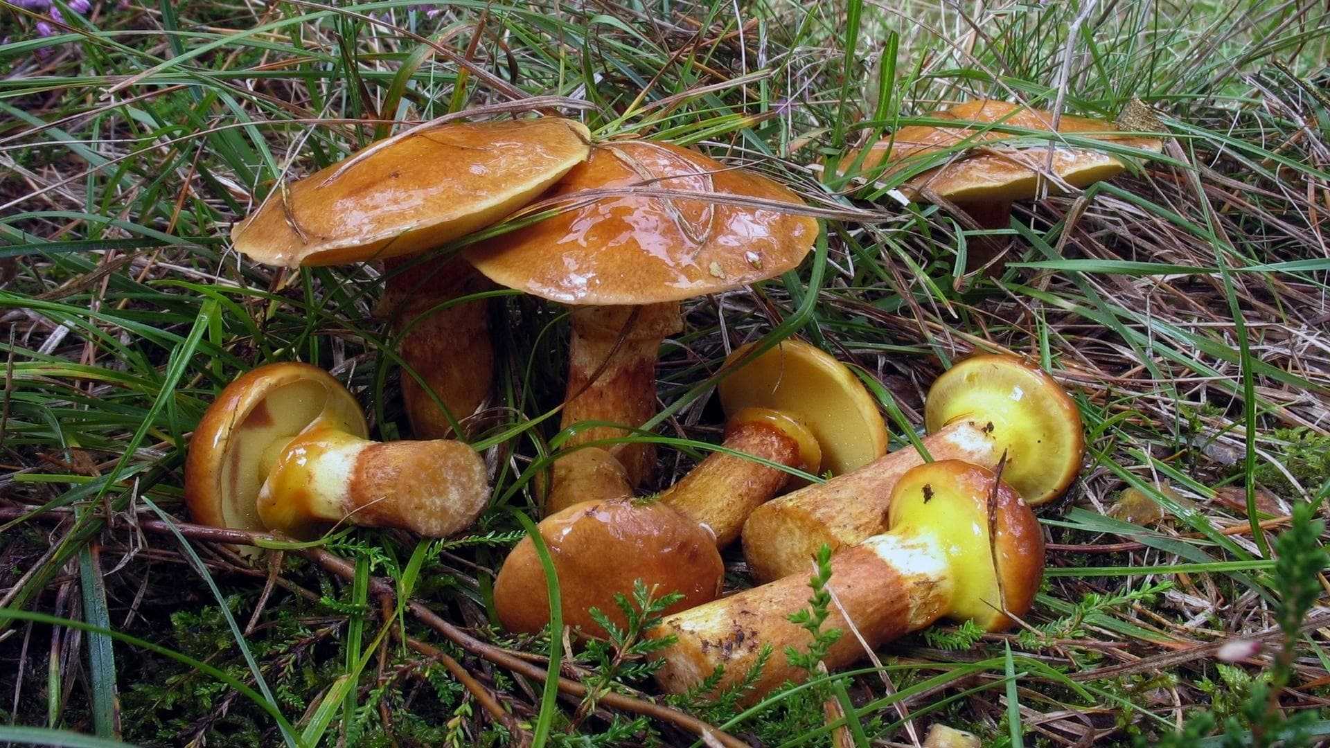 маслята грибы обработка и приготовление