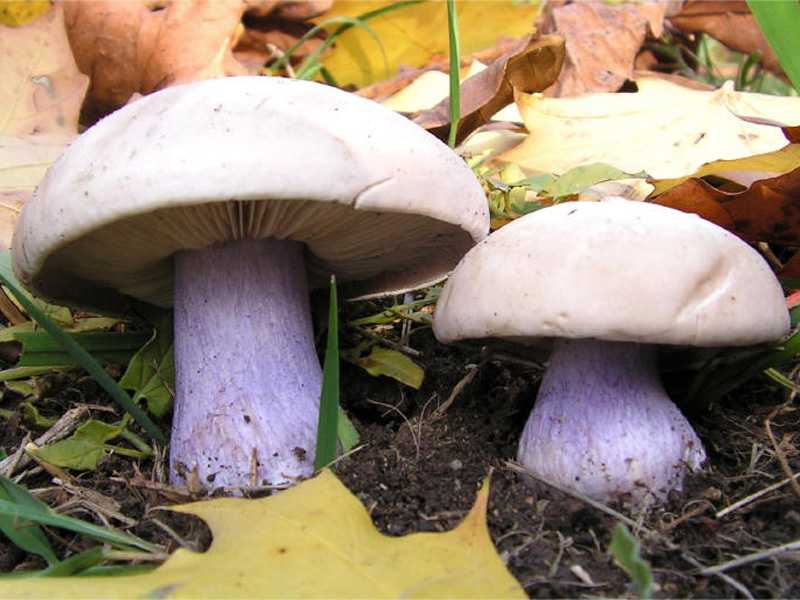 Заморозка грибов в домашних условиях на зиму