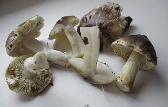 Сколько и как варить грибы подосиновики и подберезовики: перед жаркой и до готовности (+17 фото)
