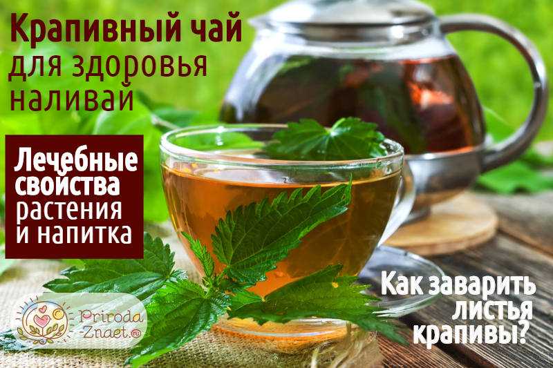 Чай из крапивы: польза и вред, рецепты из свежих и сушеных листьев