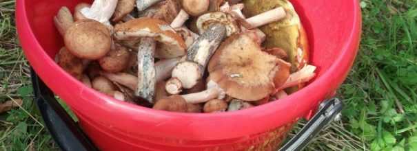 Жареные грибы подберезовики на сковороде с луком / рецепт с фото