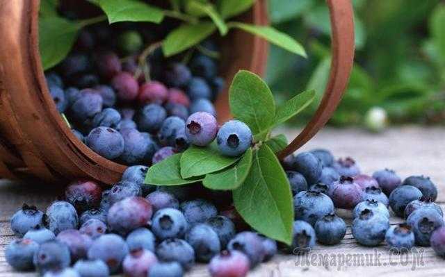 Черника – состав и полезные свойства ягоды, вред и противопоказания