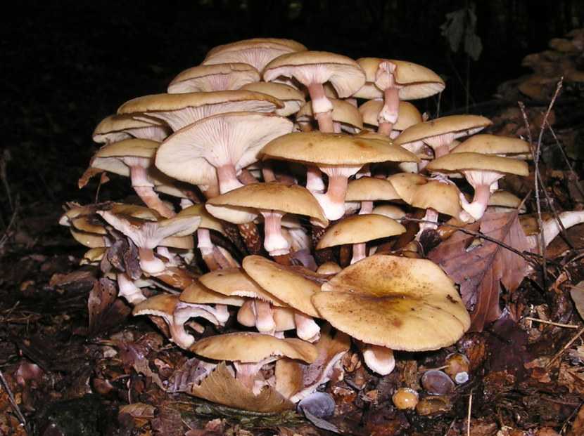 Как правильно мариновать на зиму грибы опята в домашних условиях (+ 22 фото)?