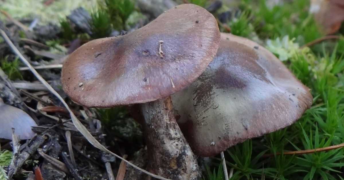 Как приготовить грибы рядовки на зиму - грибы собираем