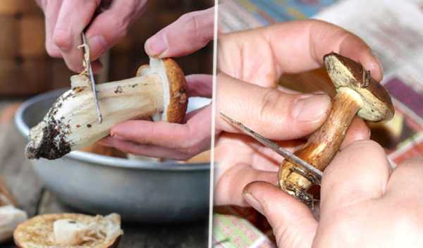 Как правильно заморозить белые грибы на зиму и использовать после замораживания