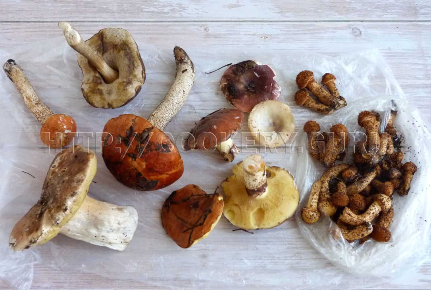 Как приготовить гриб зонтик: обработка, нужно ли варить, пошаговые рецепты с фото